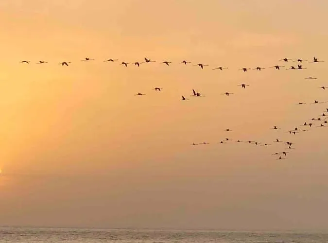 Strofilia Farm House, Kalogria! The Sea, The Forest, The Sun Lägenhet