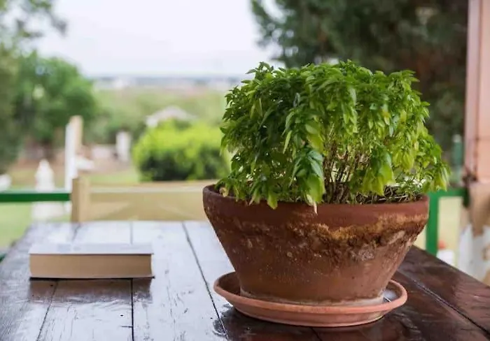 Strofilia Farm House, Kalogria! The Sea, The Forest, The Sun Lägenhet